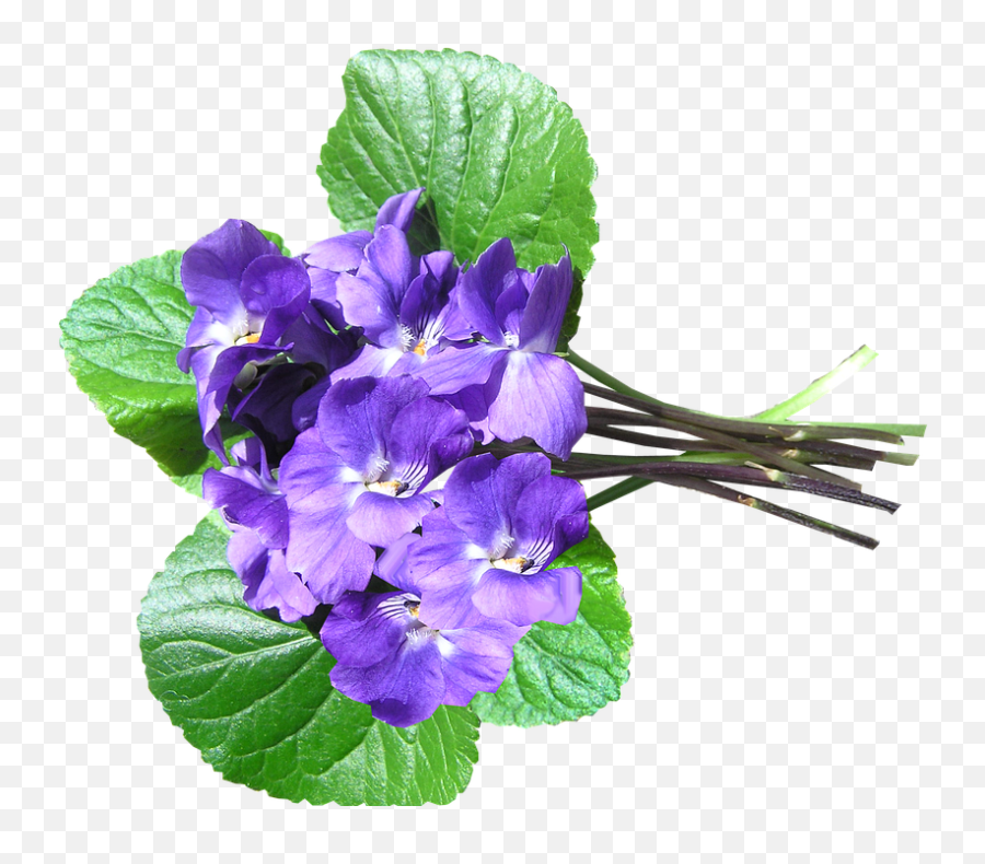 Violets Blue Perfumed Cut - Primula Png,Violets Png