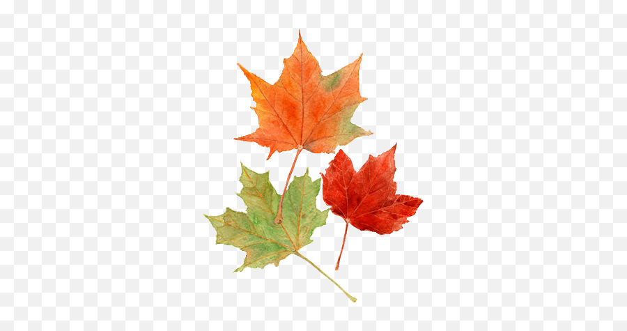 Fall Tumblr Png 4 Image - Autumn Png,Fall Png