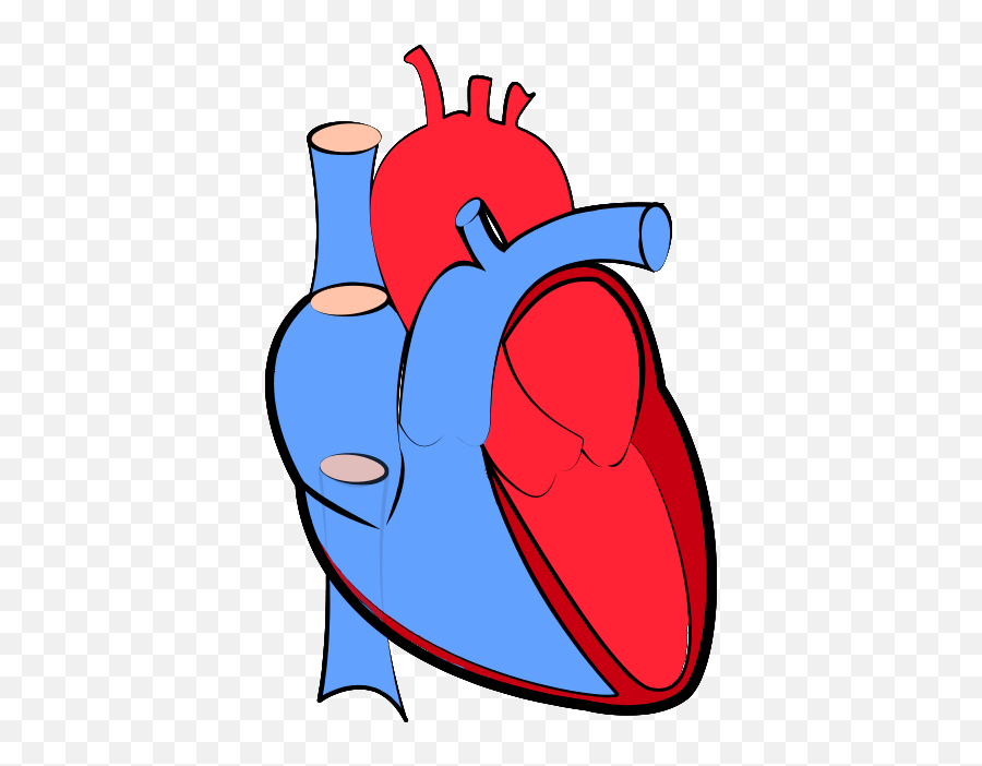 Png Real Heart Vector Transparent - Transparent Background Human Heart Clipart,Blue Heart Transparent Background