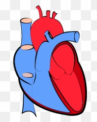 Png Real Heart Vector Transparent - Background Human Clipart