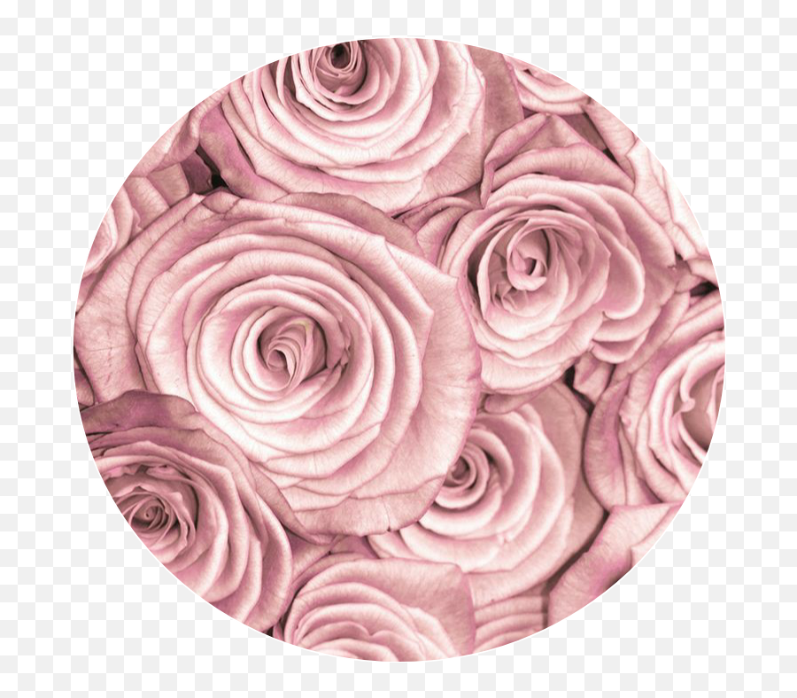Pink Rose Pinkrose Pinkcircle Circle Background - Rose Gold Roses Background Png,Pink Rose Transparent Background