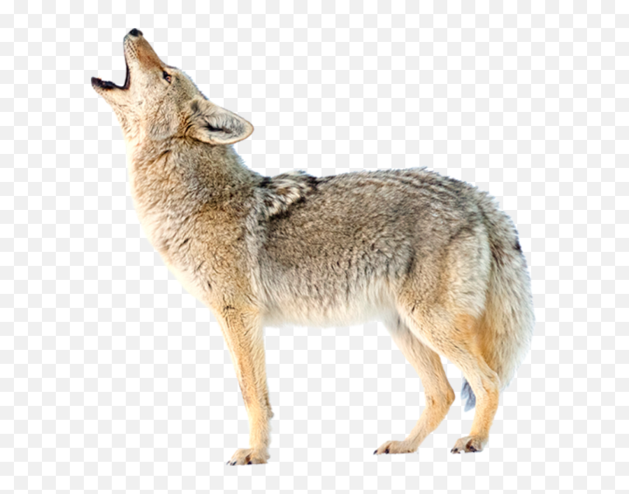 Jackal Coyote Png - Coyote Png,Coyote Png