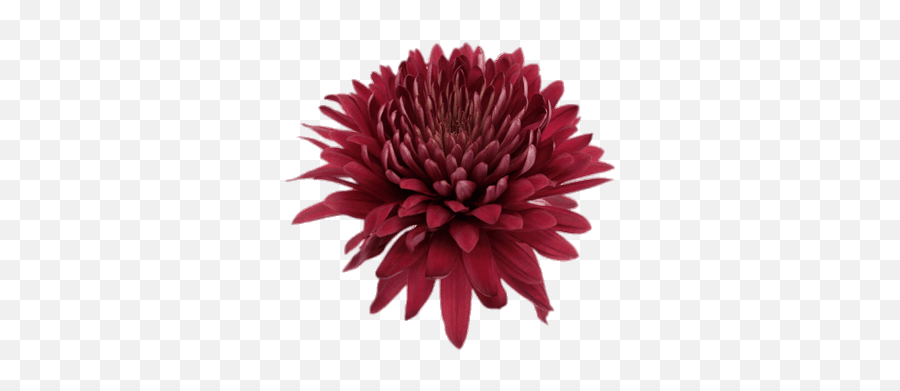 Deep Red Chrysanthemum Transparent Png - Burgundy Chrysanthemum,Chrysanthemum Png