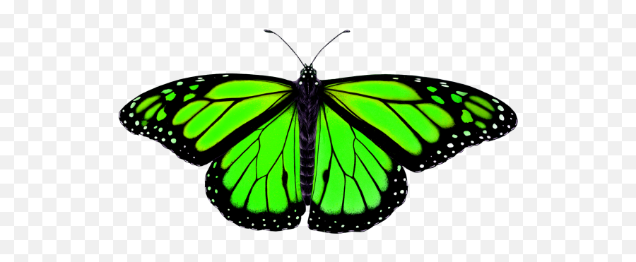 Butterfly Png Transparent Image - Animal Symmetry In Nature Butterfly Symmetry In Nature,Butterfly Png Transparent