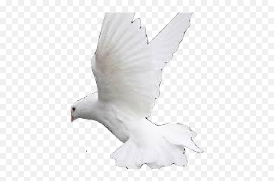 Cropped - Doveinflightpng Prison Christian Growth Group Transparent White Pigeon Png,Flight Png