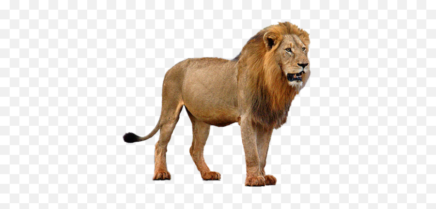 Lion Png Images Free Download Lions - Lion With Mane Standing,Lion Roar Png