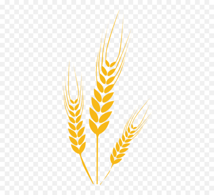 Wheat Png Image - Drawing Wheat,Wheat Png