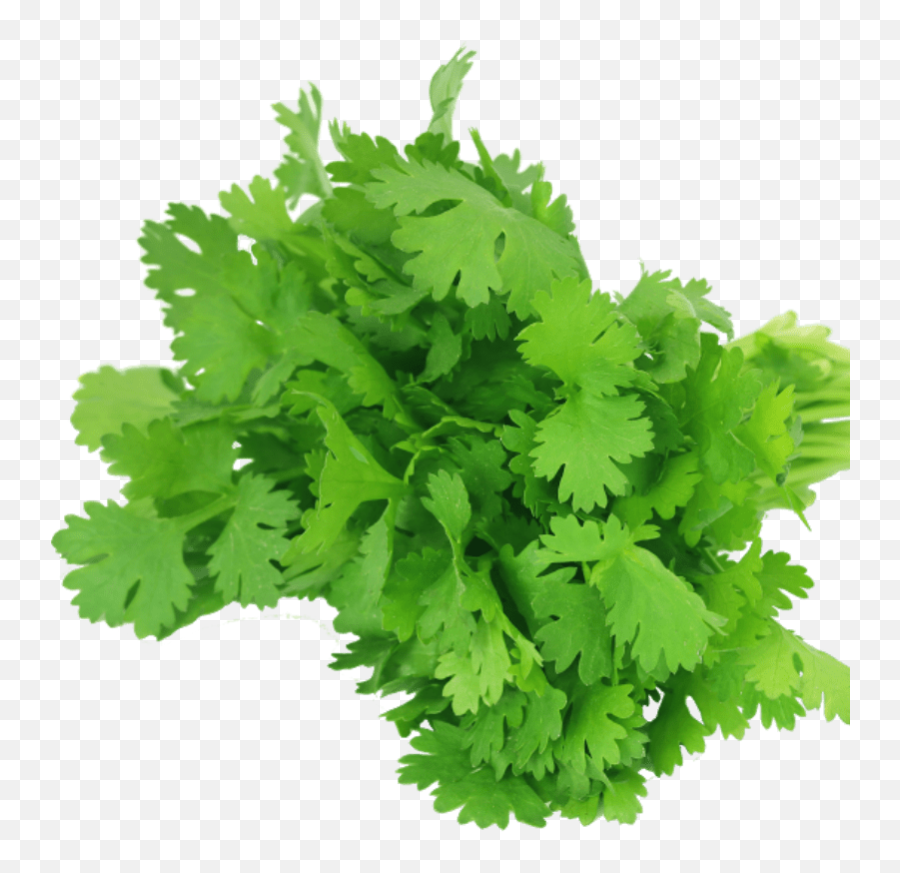Cilantro - Fresh Coriander Leaves Png,Parsley Png