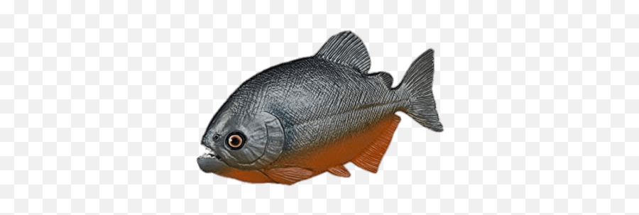 Piranha Figurine Transparent Png - Piranha Toy,Piranha Png