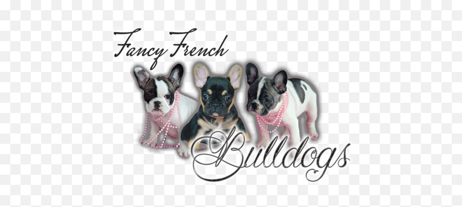 Download Fancy French Bulldogs - French Bulldog Full Size Collar Png,French Bulldog Png