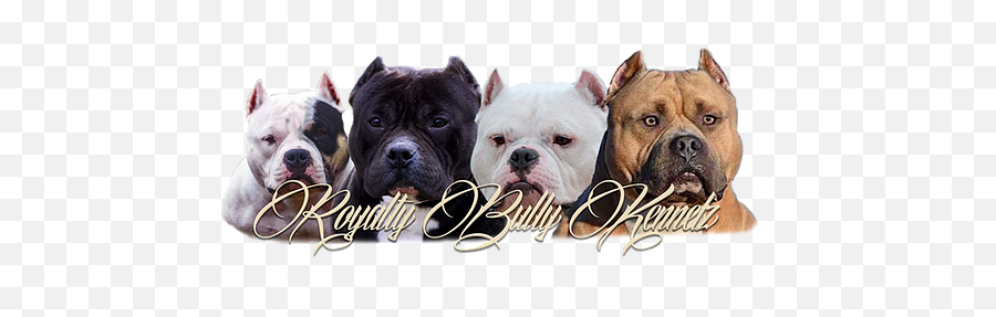 Royalty Bully Kennelz North America American Kennel - White English Bulldog Png,Bully Logo
