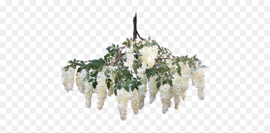Download Wisteria White Hanging Branch - Transparent White Wisteria Png,Wisteria Png