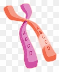 What Causes Genetic Conditions - HemDifferently Girly png