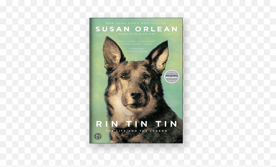 Read Rin Tin Online Png Tintin Gay Icon