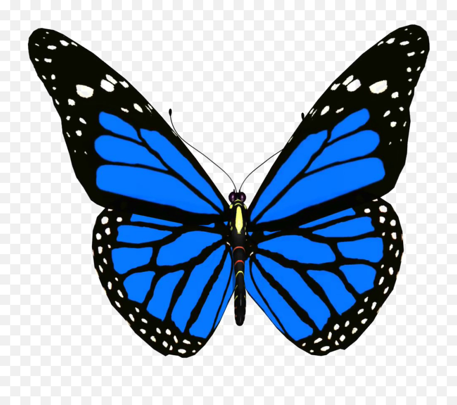 Blue Butterfly Png Pic - Blue Monarch Butterfly Drawing,Blue Butterflies Png