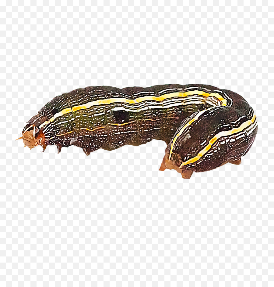 Destructive Pests That Consume Turf - Army Worms Transparent Background Png,Grasses Png