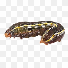 Destructive Pests That Consume Turf - Army Worms Transparent Background png