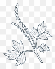Dr Elise Schroeder - Line Art Png,Herbs Png