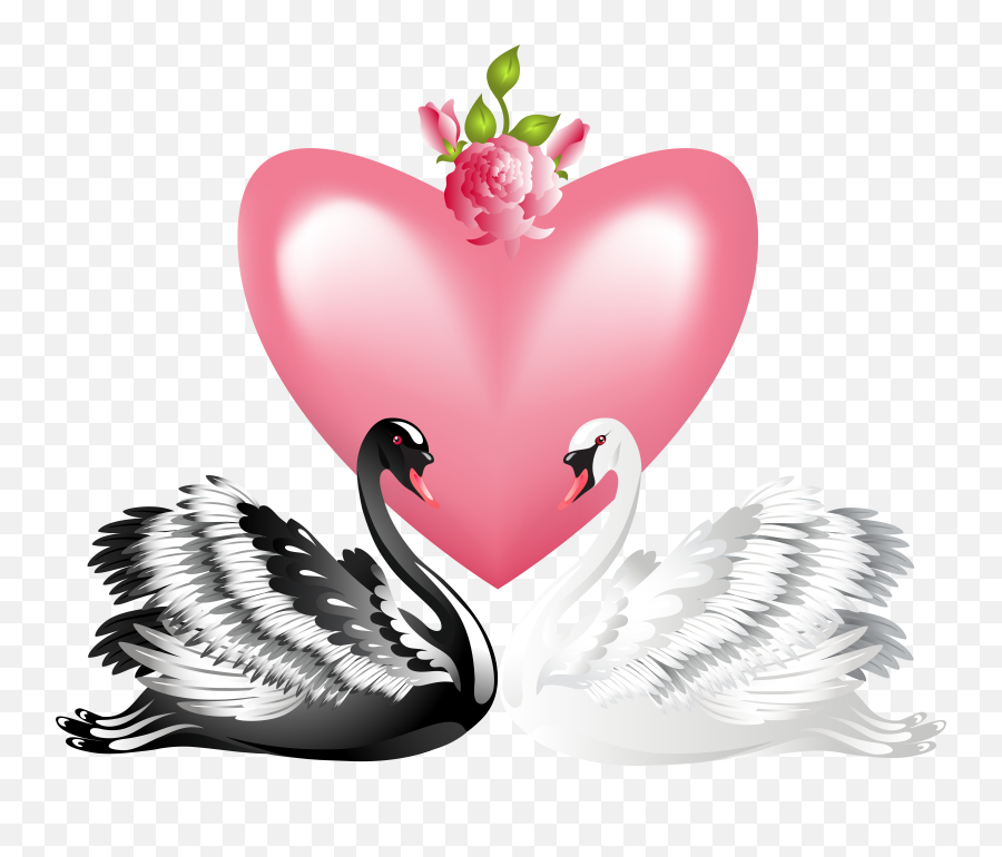 Download White Black Swan Png - Black Swan White Swan Clip Art,Swan Png
