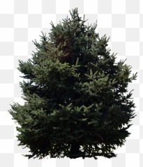 Evergreen Trees Png 1 Image - Christmas