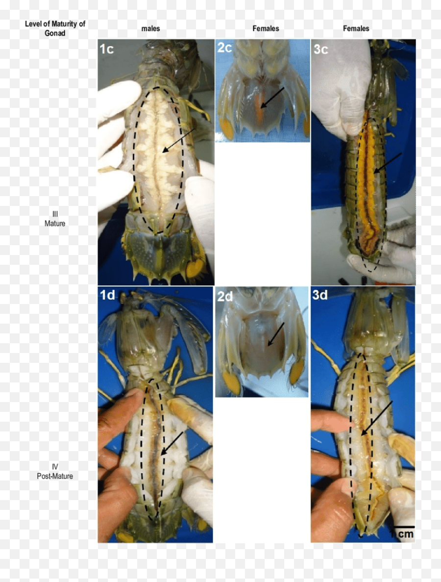 Gonadu0027s Morphological Structure Of Mantis Shrimp Male And - Morphology Of Mantis Shrimp Png,Mantis Png