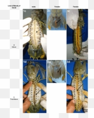 Gonadu0027s Morphological Structure Of Mantis Shrimp Male And - Morphology Of Mantis Shrimp Png,Mantis Png