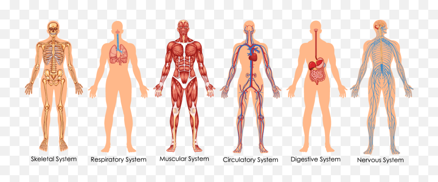 Health Transparent Body Image - Body Systems Clipart Png,Body Png
