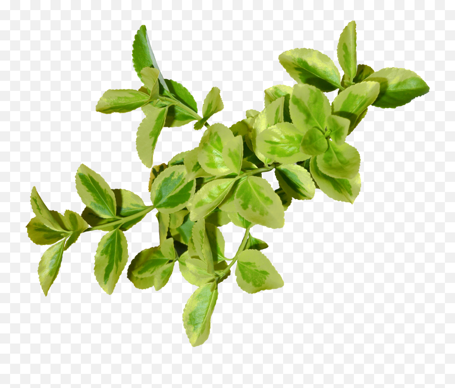 25 Basil Clipart Transparent Free Clip Art Stock - Leaf Png,Basil Png