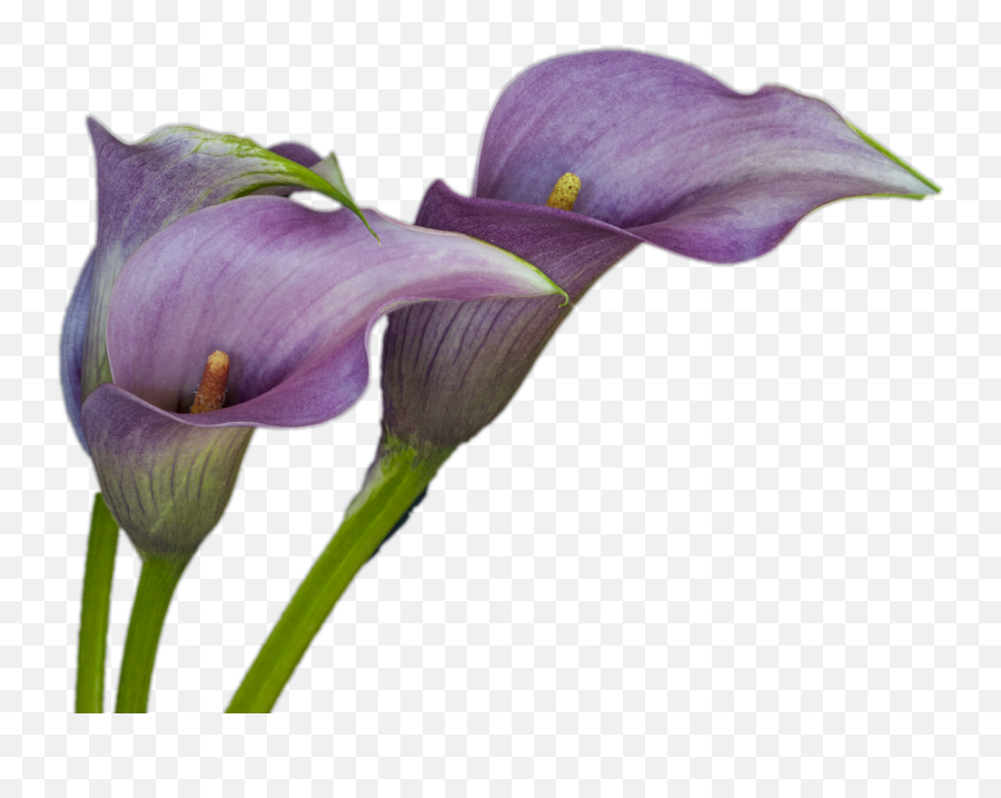 Calla Lily Png - Next Open Some Calla Lilies Purple Calla Calla Lily,Lily Collins Png