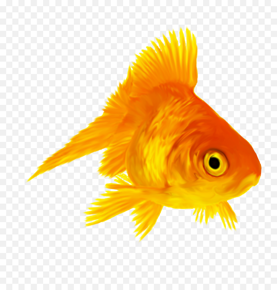 Gold Fish Png - Fish,Goldfish Transparent Background