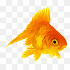 Gold Fish Png