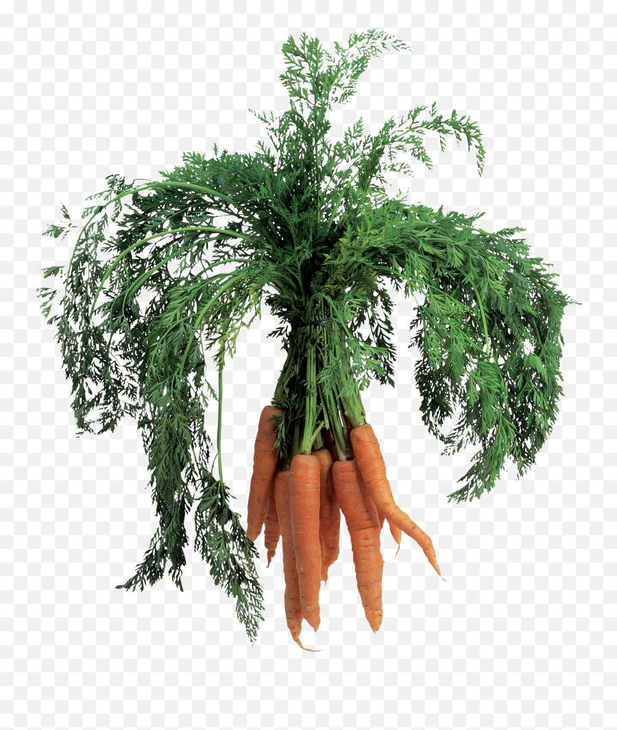 Carrot Plant Transparent Background Cartoon - Baby Carrot Png,Plant Transparent Background