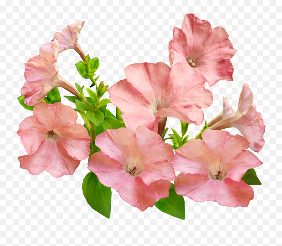 Flowers Pink Petunias - Free Image On Pixabay Petunia Png,Bougainvillea Png