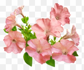 Flowers Pink Petunias - Free Image On Pixabay Petunia Png,Bougainvillea Png