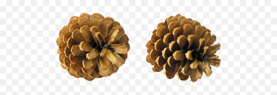 Pine Cone Png Download - Pine Trees Cone Png,Pine Cone Png