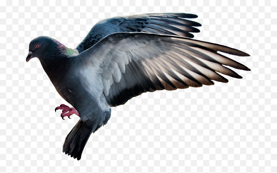 Download - Stock Dove Png,Doves Flying Png