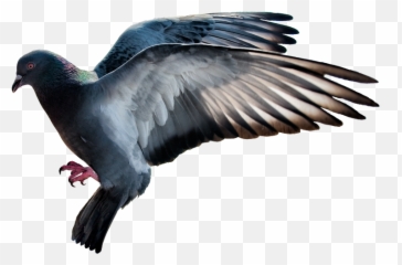 Download - Stock Dove png