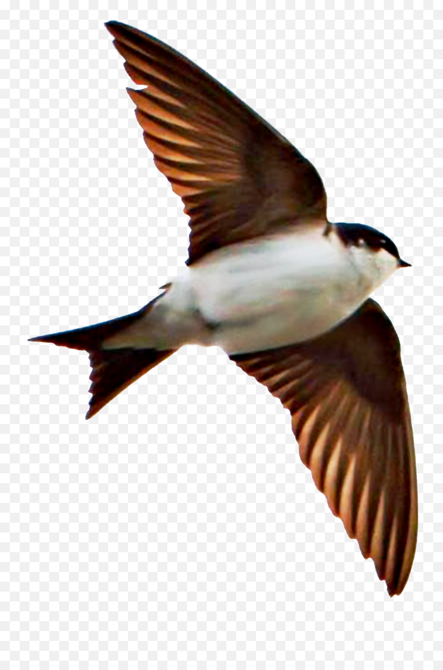 Filehouse Martin - Delichon Urbicum Bæjasvala European Swallow Png,Birds Transparent