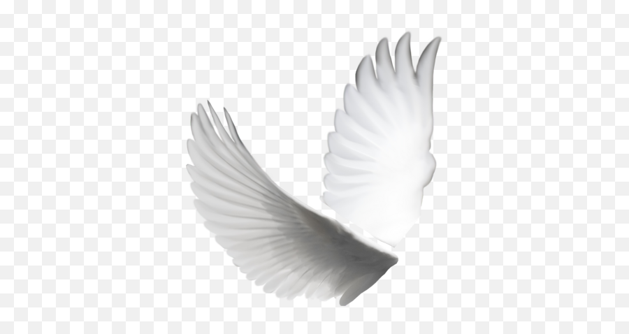 7 White Doves For Wedding Psd Images - White Dove Frame White Dove Wings Png,White Doves Png