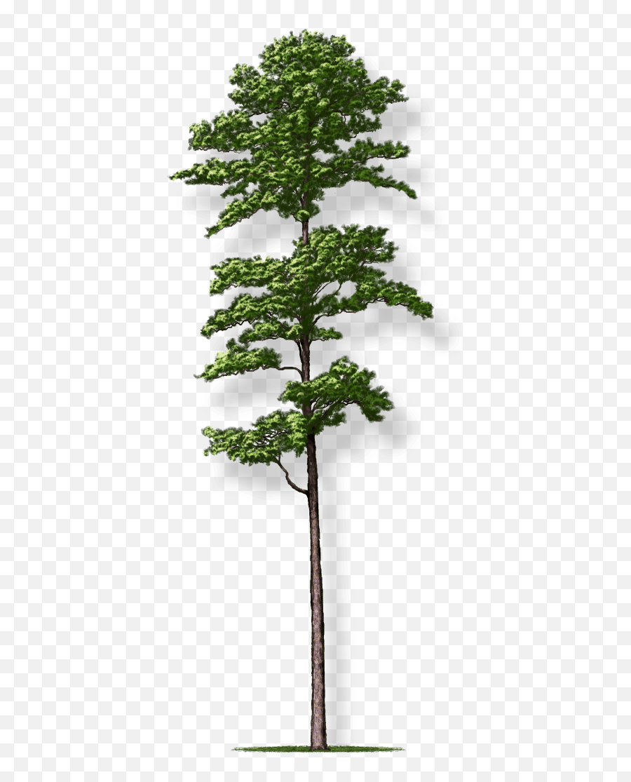 Shortleaf Pine Tree Montgomery - Short Leaf Pine Tree Png,Pine Png