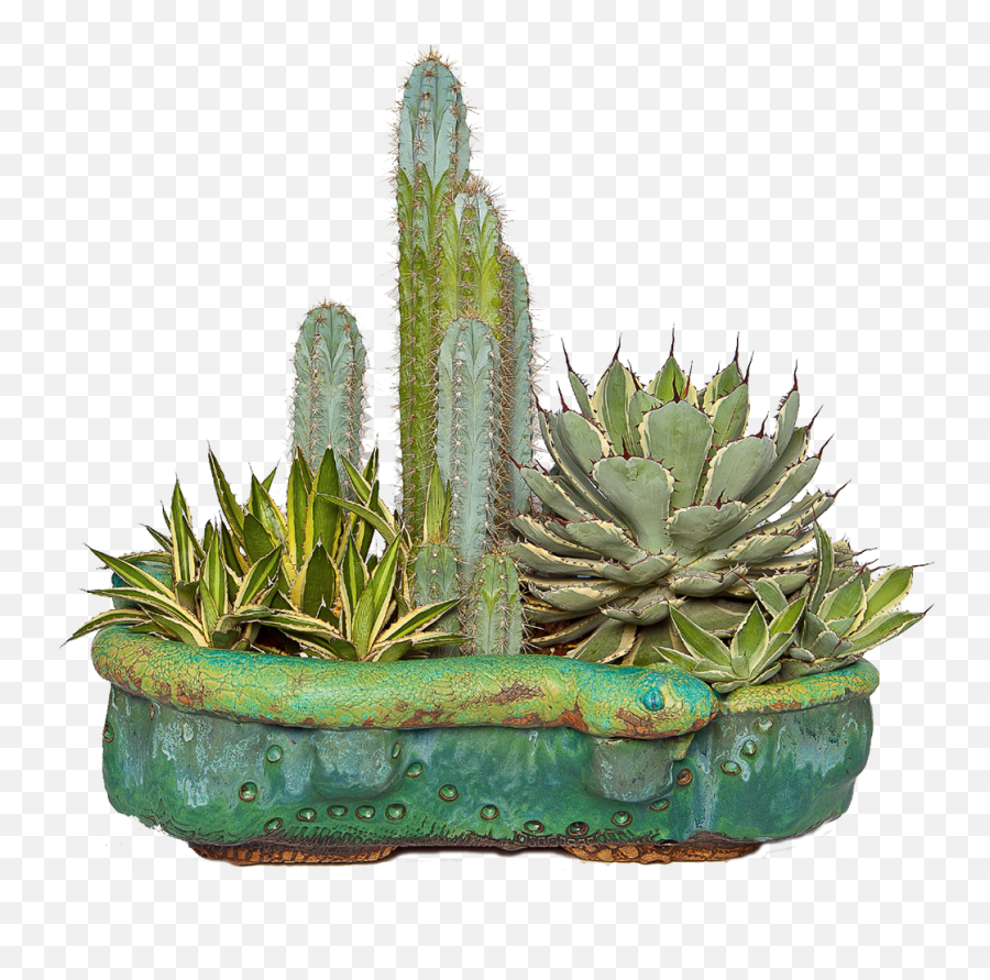 Download Cactus Png - Cactus Succulents Png,Planters Png