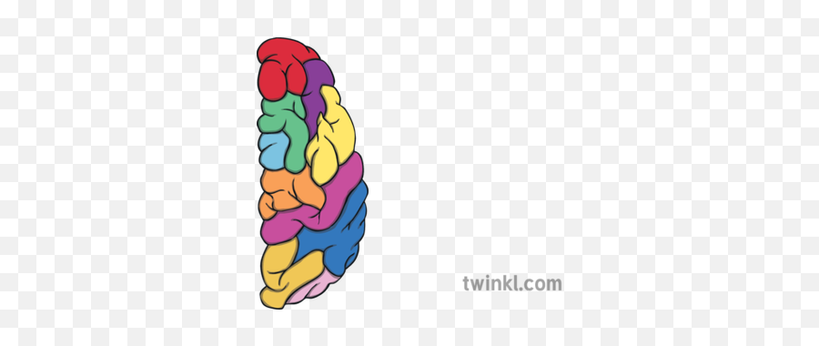 Growth Mindset Brain Colour Half Illustration - Twinkl Half Brain Clip Art Png,Cartoon Brain Png