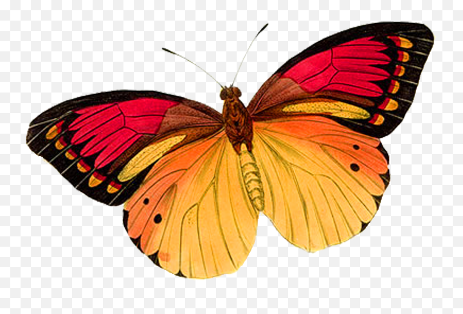 Download Orange Butterfly Png Transparent - Uokplrs Transparent Real Pink Butterfly,Butterfly Png Transparent