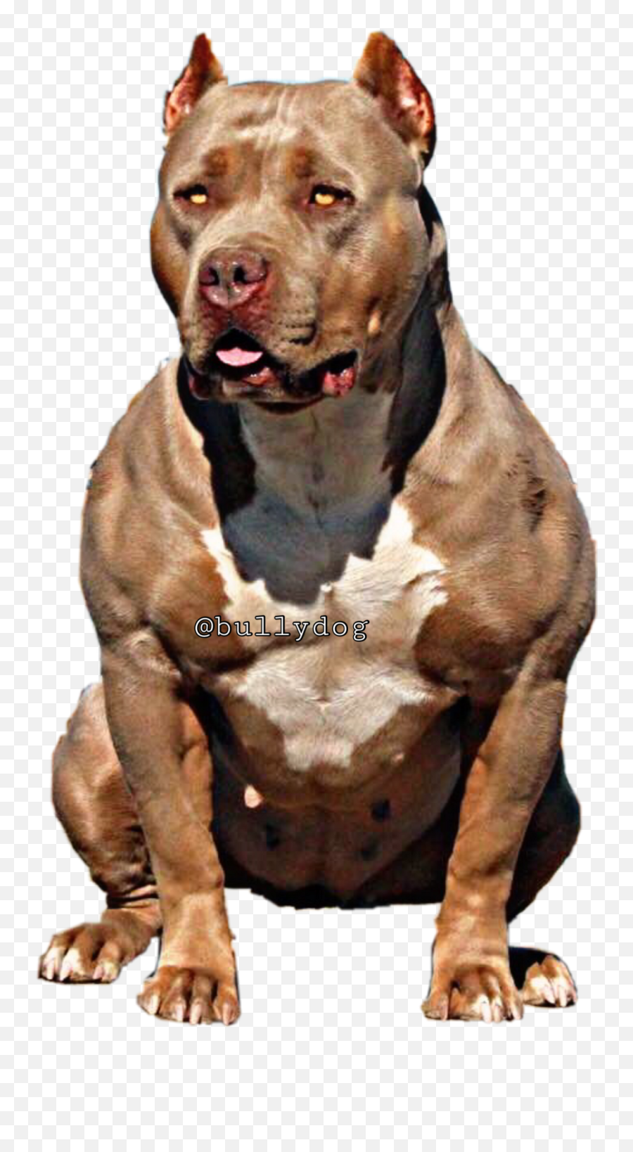 Download Bullydog Americanbully Pitbulllovefreetoe Report - American Bully Png,Bully Png