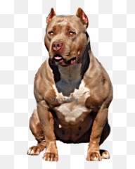 Download Bullydog Americanbully Pitbulllovefreetoe Report - American Bully Png,Bully Png