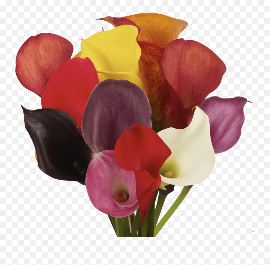 Globalrose 240 Assorted Color Mini Calla Lilies - Fresh Flowers For Birthdays Weddings Or Anniversary Lovely Png,Calla Lily Png