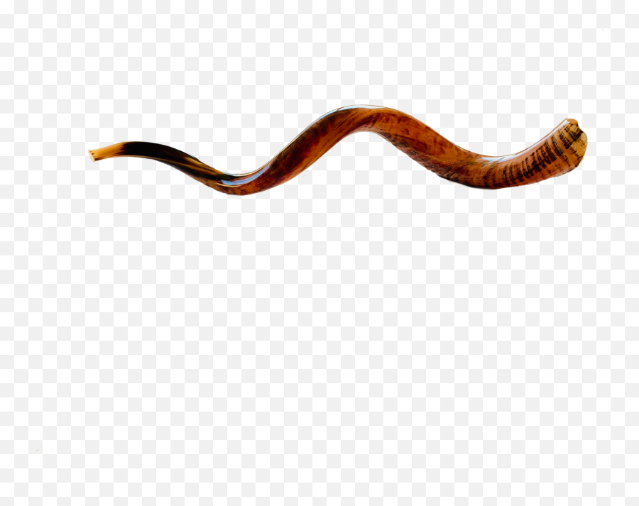 Shofar - Large U0026 Extra Large Vertical Png,Shofar Png