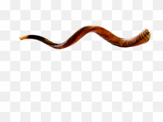 Shofar - Large U0026 Extra Large Vertical Png,Shofar Png