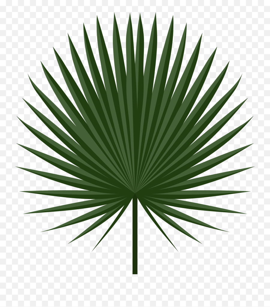 Leaf Palm - Tropical Leaf Png,Palm Tree Leaves Png