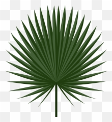 Leaf Palm - Tropical Png